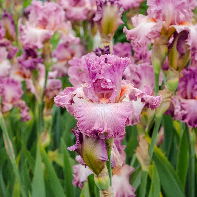 Social Graces Bearded Iris - Image 3