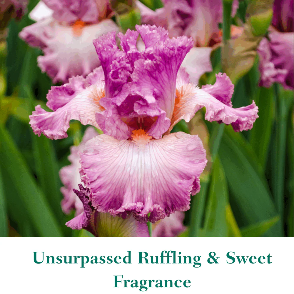 Social Graces Bearded Iris - Image 4