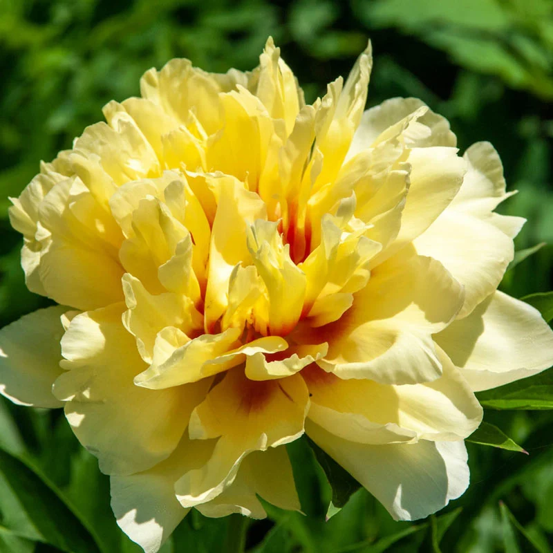 Bartzella Itoh Peony - Image 5