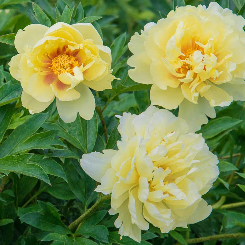 Bartzella Itoh Peony - Image 6