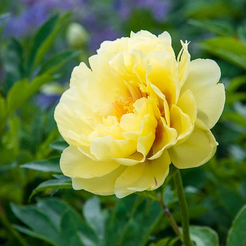 Bartzella Itoh Peony - Image 7