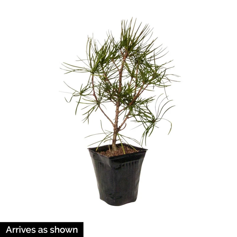 Japanese Umbrella Pine Tree - Image 2