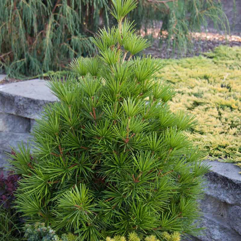 Japanese Umbrella Pine Tree - Image 3