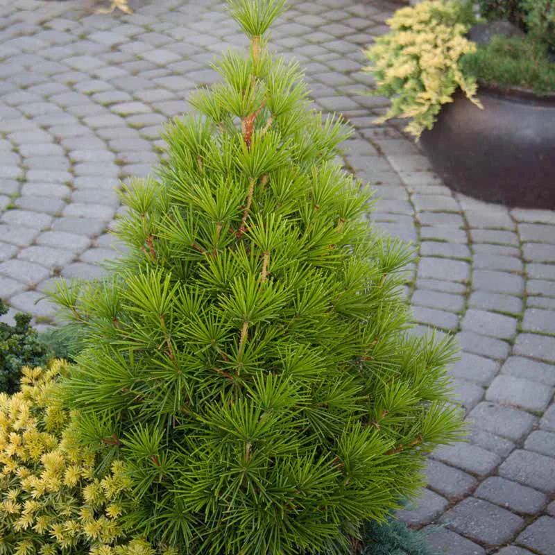 Japanese Umbrella Pine Tree - Image 4