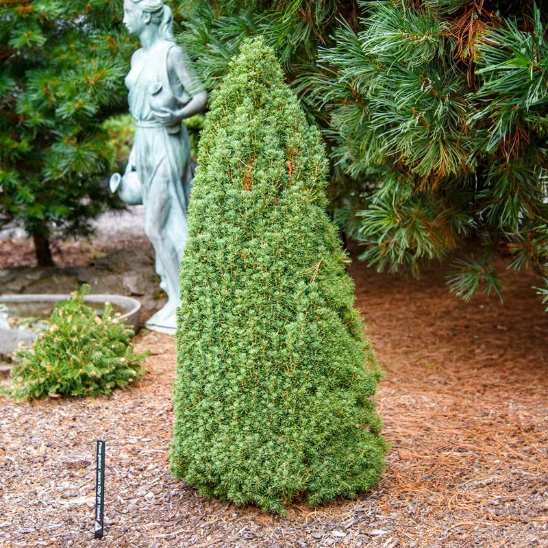 Jean's Dilly Alberta Spruce