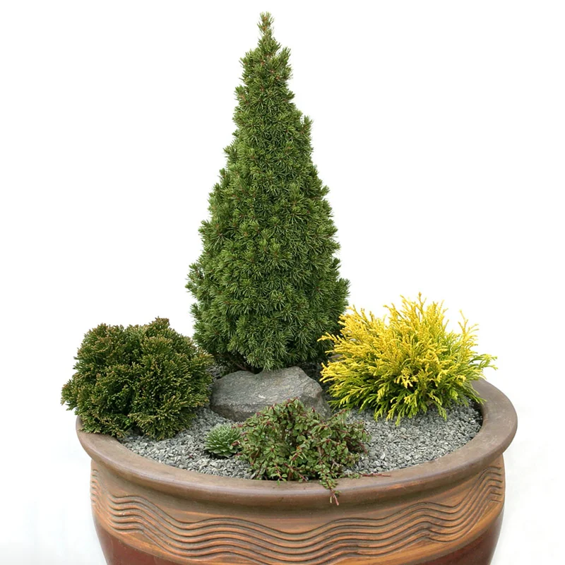 Jean's Dilly Alberta Spruce - Image 2