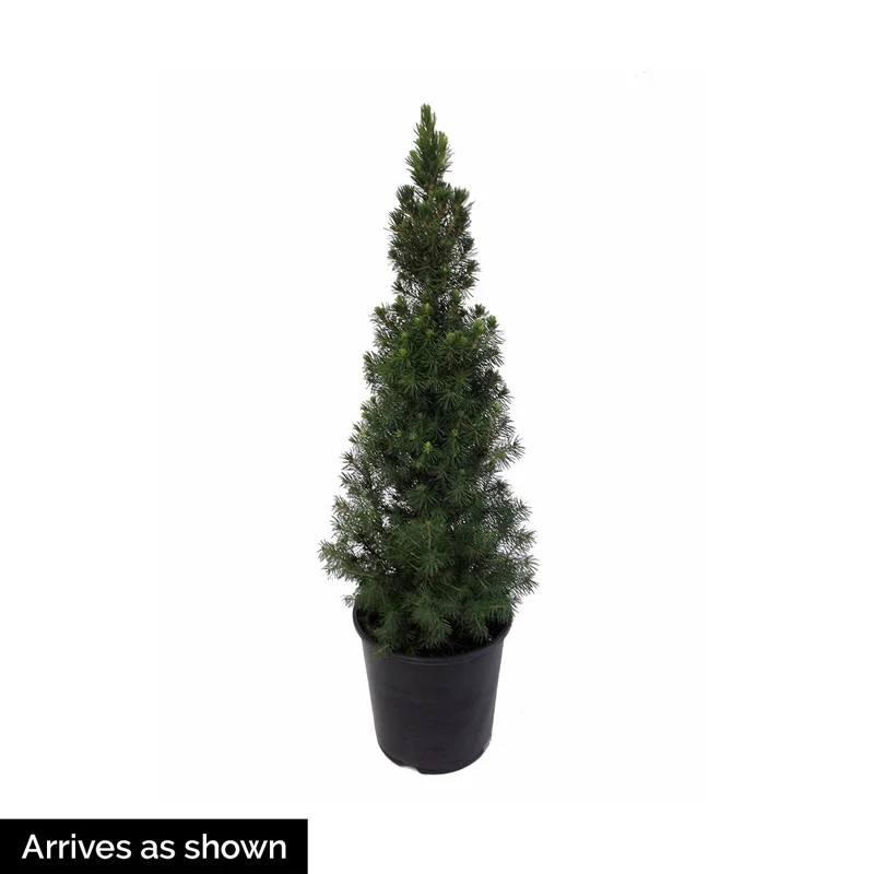 Jean's Dilly Alberta Spruce - Image 3