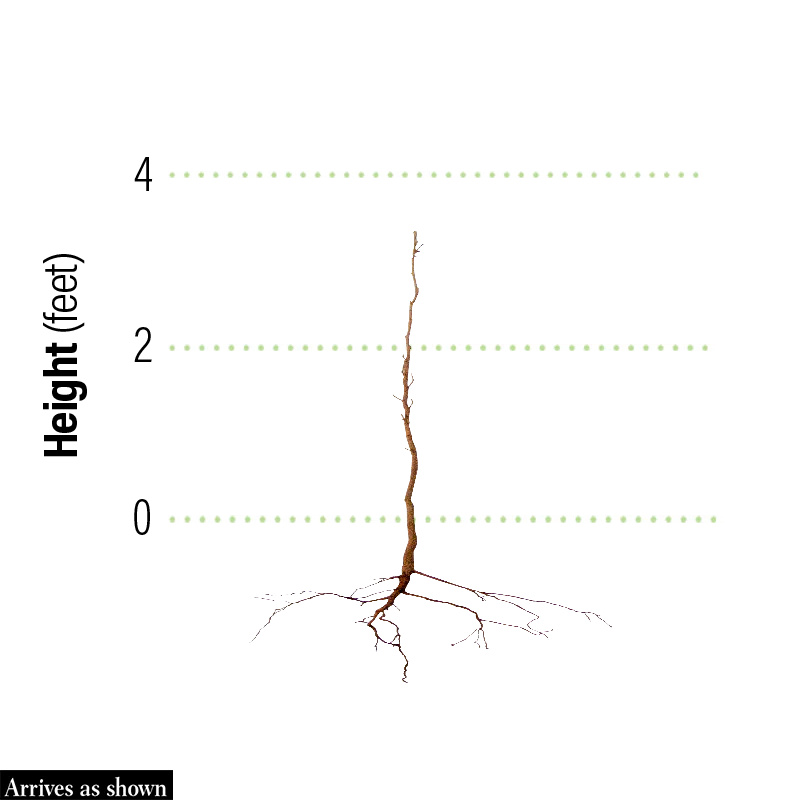 Diane Witch Hazel Shrub - Image 2