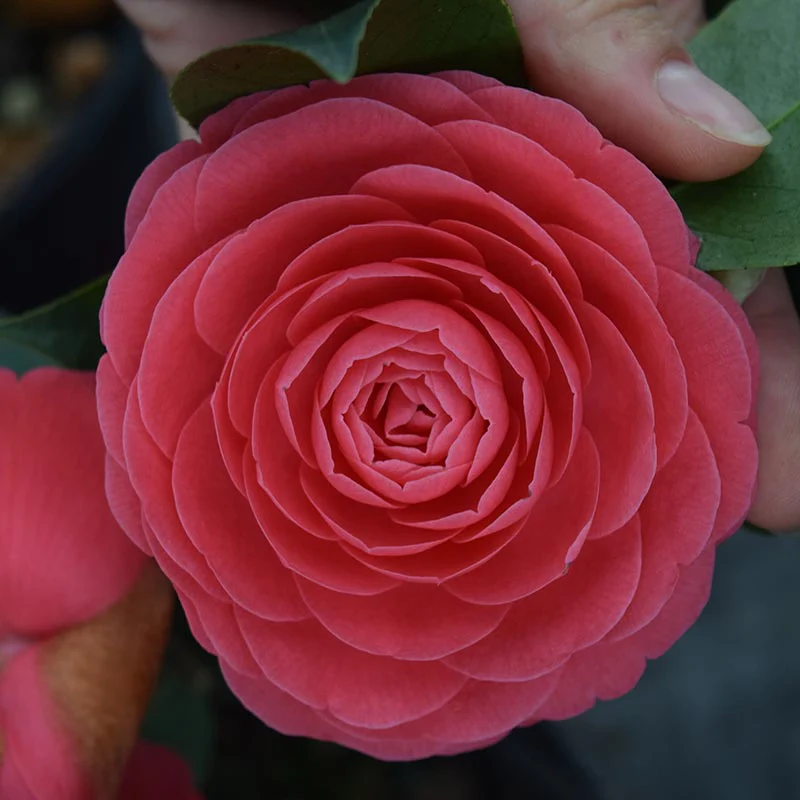 Jerry Hill Camellia - Image 2