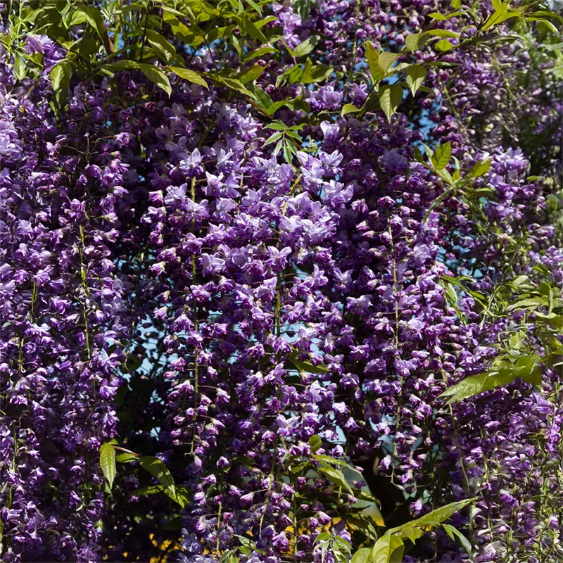 Grande Diva® Jessye Wisteria - Image 3