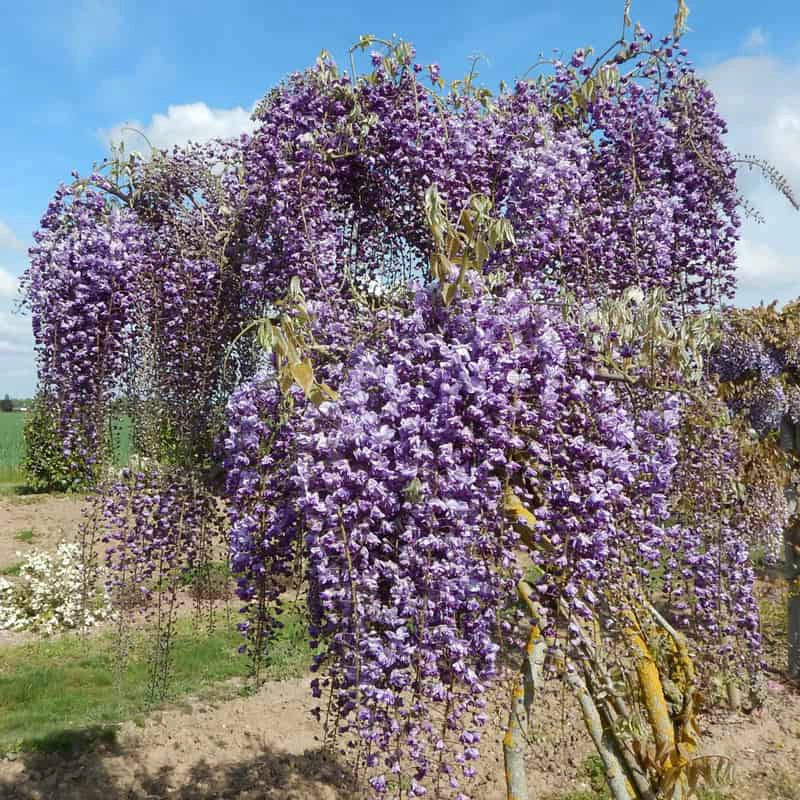 Grande Diva® Jessye Wisteria - Image 4
