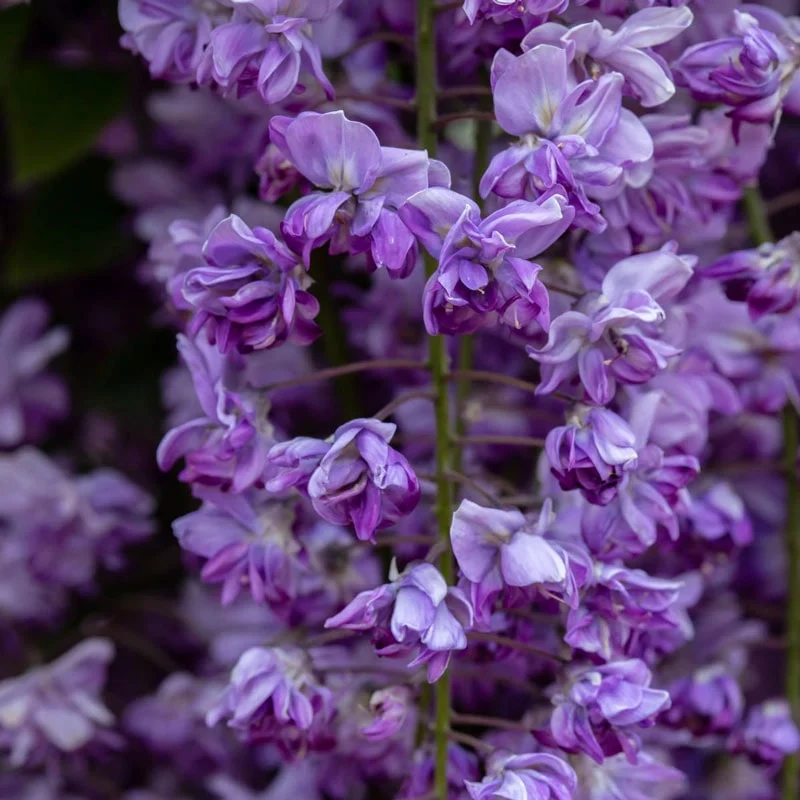 Grande Diva® Jessye Wisteria - Image 5