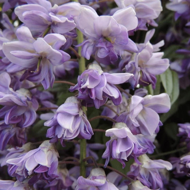 Grande Diva® Jessye Wisteria - Image 6