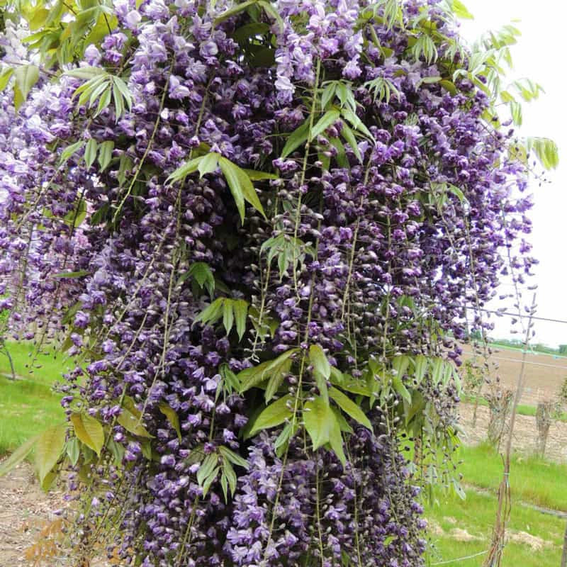 Grande Diva® Jessye Wisteria - Image 7