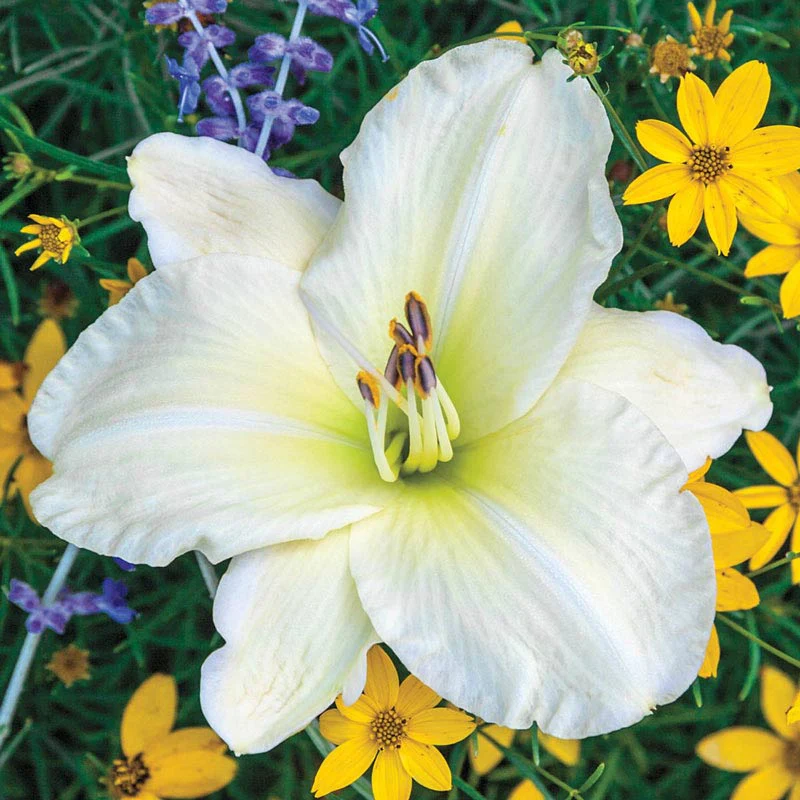 Joan Senior Jumbo Daylily - Image 2