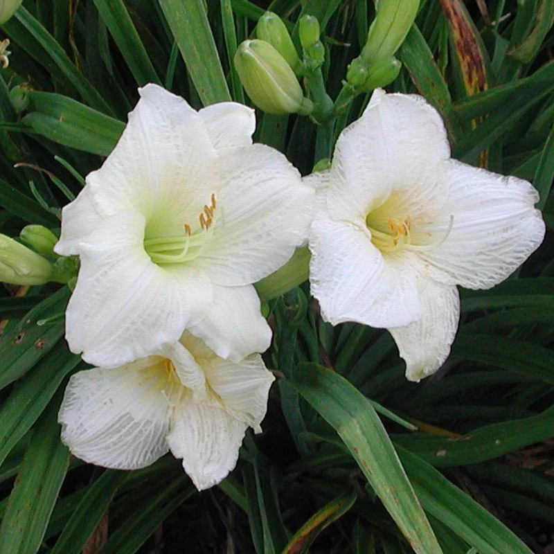 Joan Senior Jumbo Daylily - Image 3