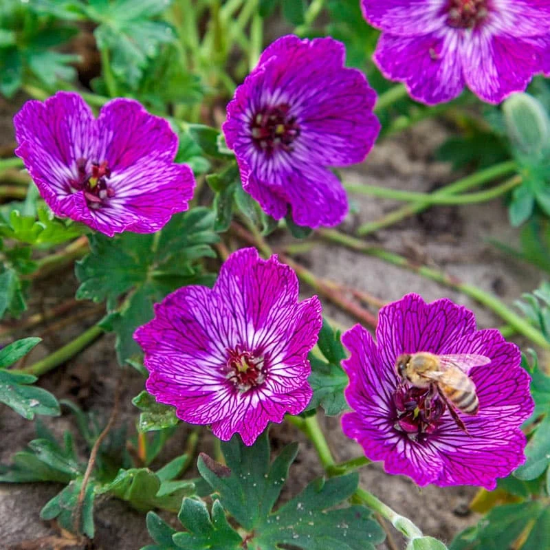 Jolly Jewel™ Lilac Geranium - Image 2