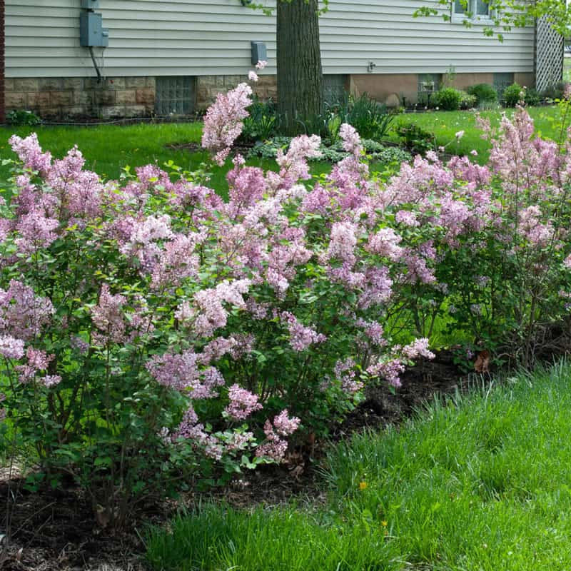 Josee Reblooming Lilac Shrub - Image 2