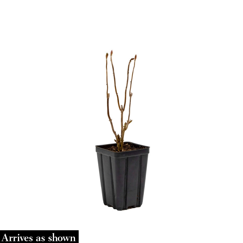 Josee Reblooming Lilac Shrub - Image 3