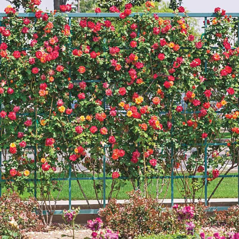 Joseph's Coat Climbing Rose - Image 4