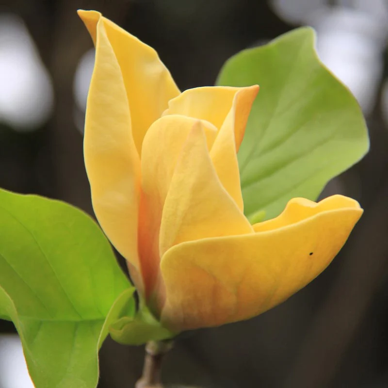 Judy Zuk Magnolia Tree - Image 2