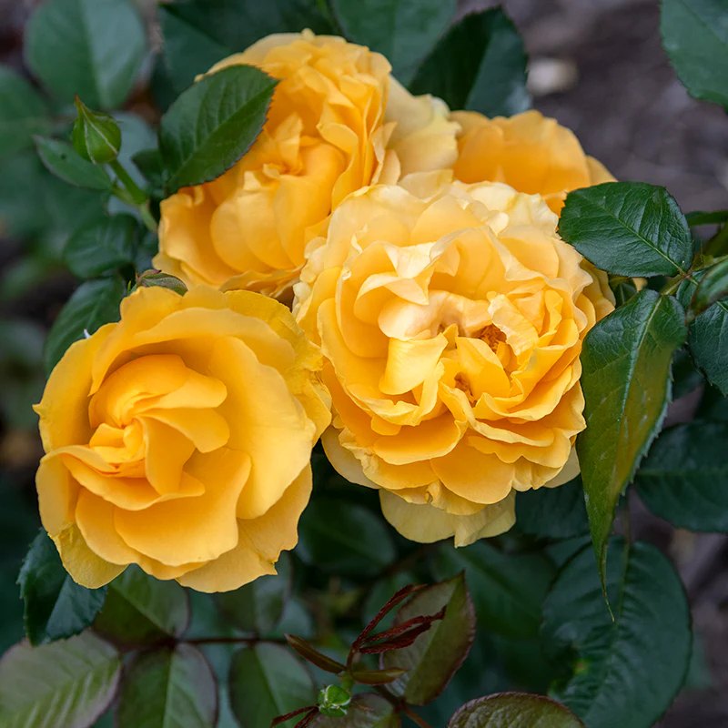 Julia Child Floribunda Rose - Image 2