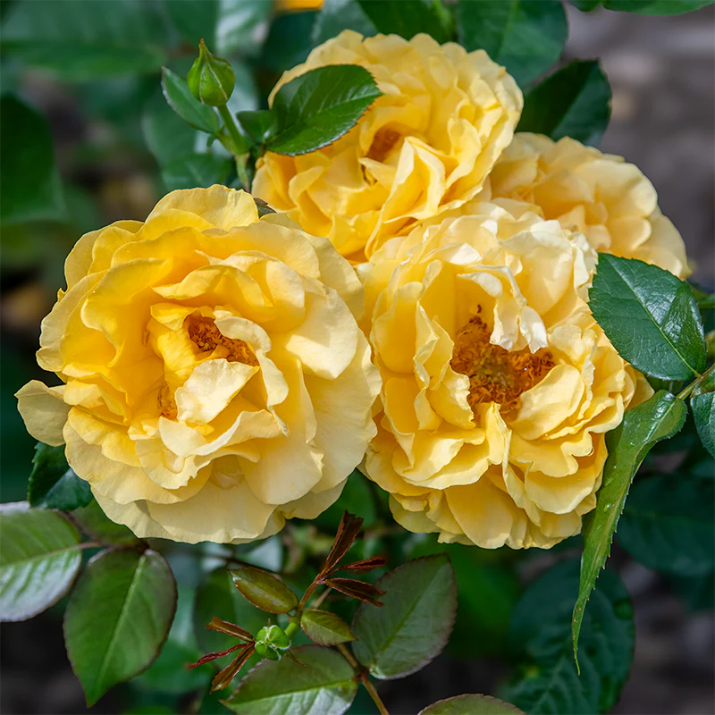 Julia Child Floribunda Rose - Image 3