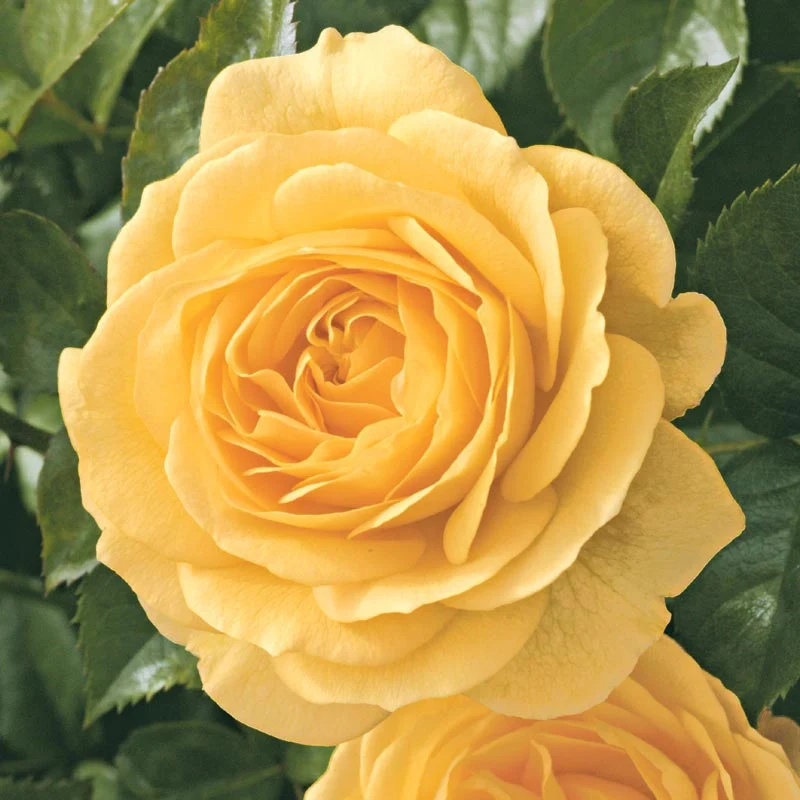 Julia Child Floribunda Rose - Image 4