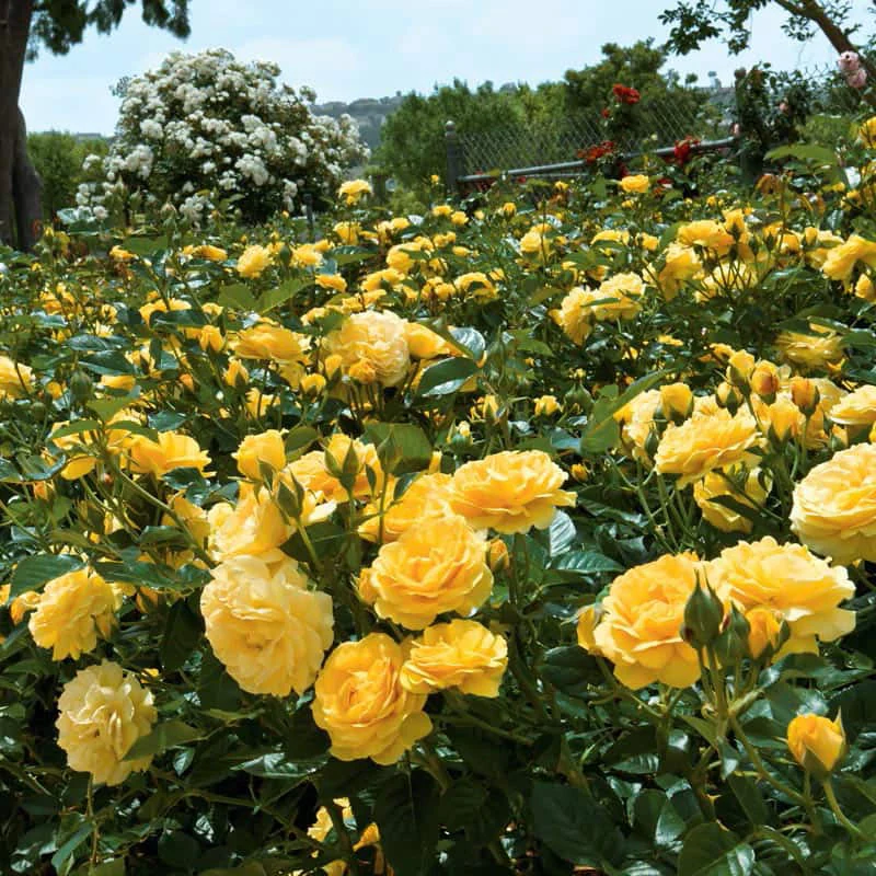 Julia Child Floribunda Rose - Image 5