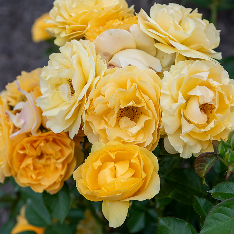 Julia Child Floribunda Rose - Image 6
