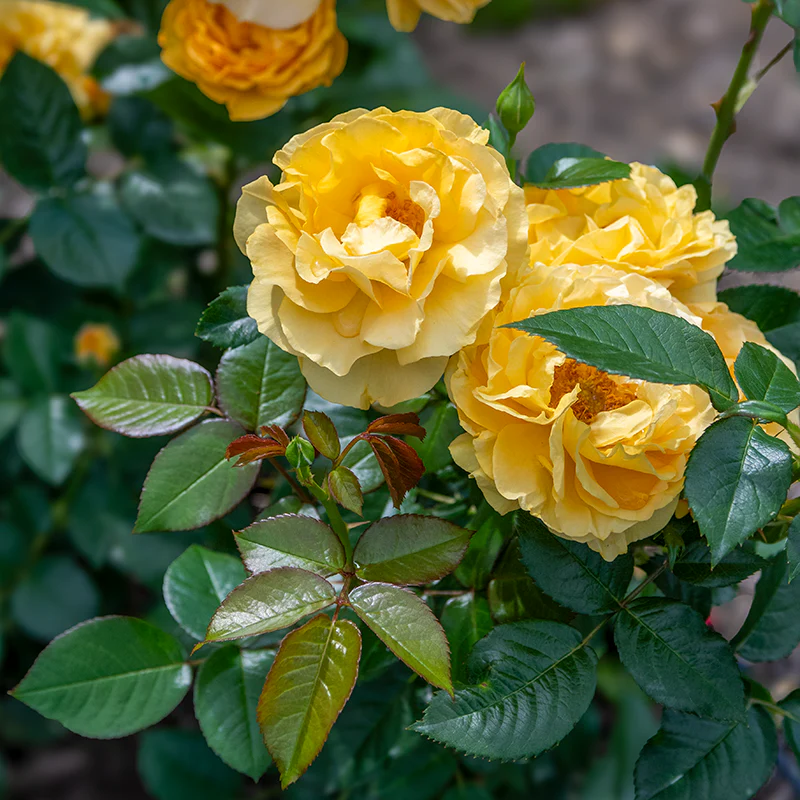 Julia Child Floribunda Rose - Image 7