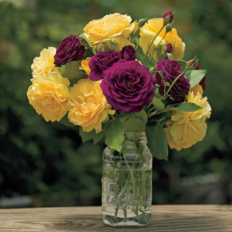 Julia Child Floribunda Rose - Image 8