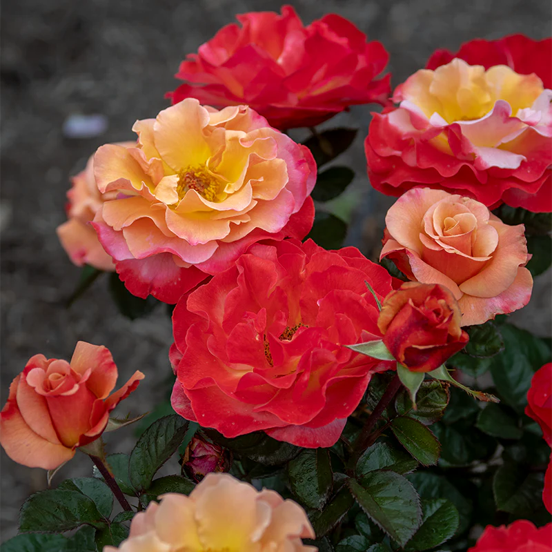 Colorific™ Floribunda Rose - Image 2