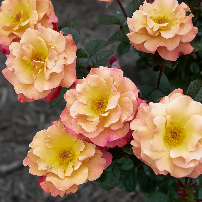Colorific™ Floribunda Rose - Image 3