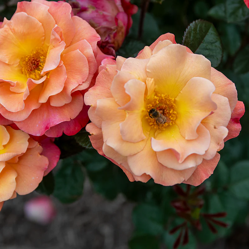 Colorific™ Floribunda Rose - Image 4