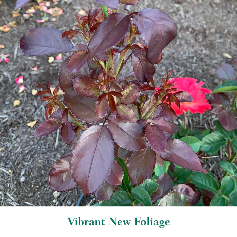 Colorific™ Floribunda Rose - Image 5