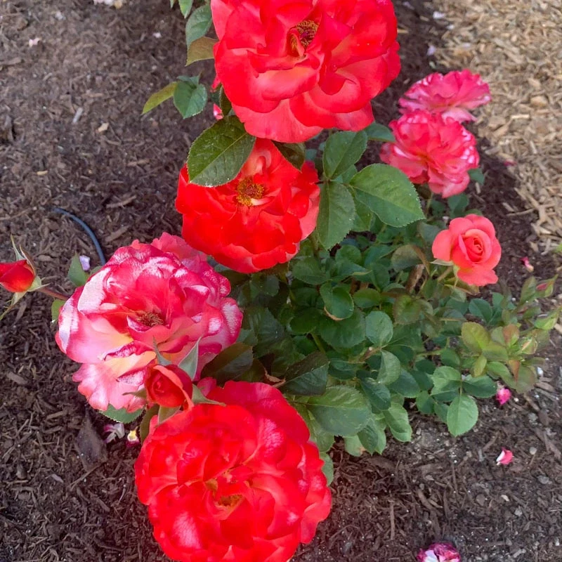 Colorific™ Floribunda Rose - Image 6