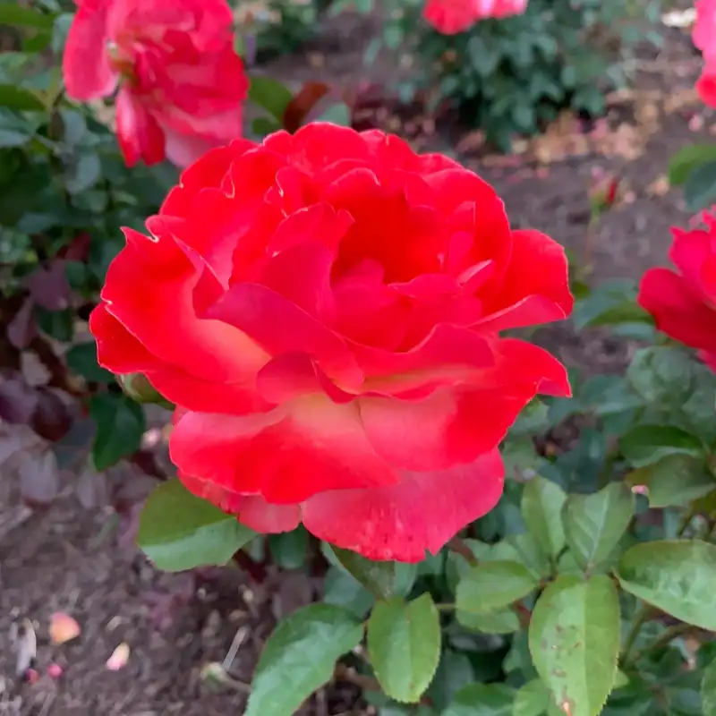 Colorific™ Floribunda Rose - Image 7