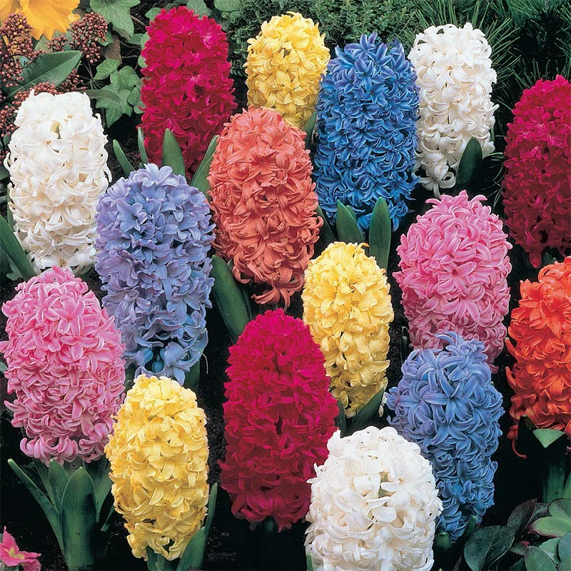 Jumbo Mixed Hyacinths - Image 2