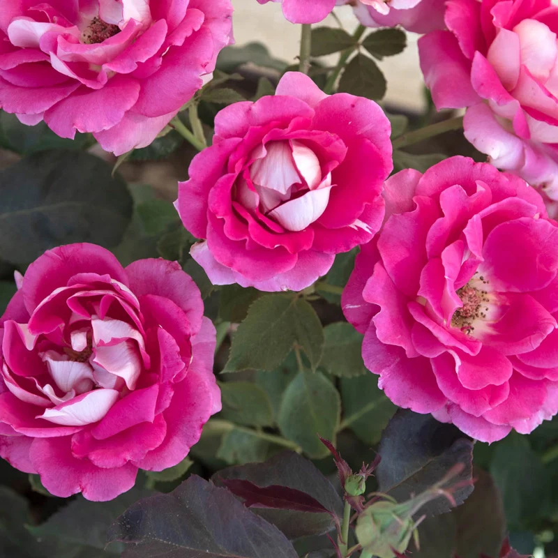 Picture Perfect™ Hybrid Tea Rose - Image 2