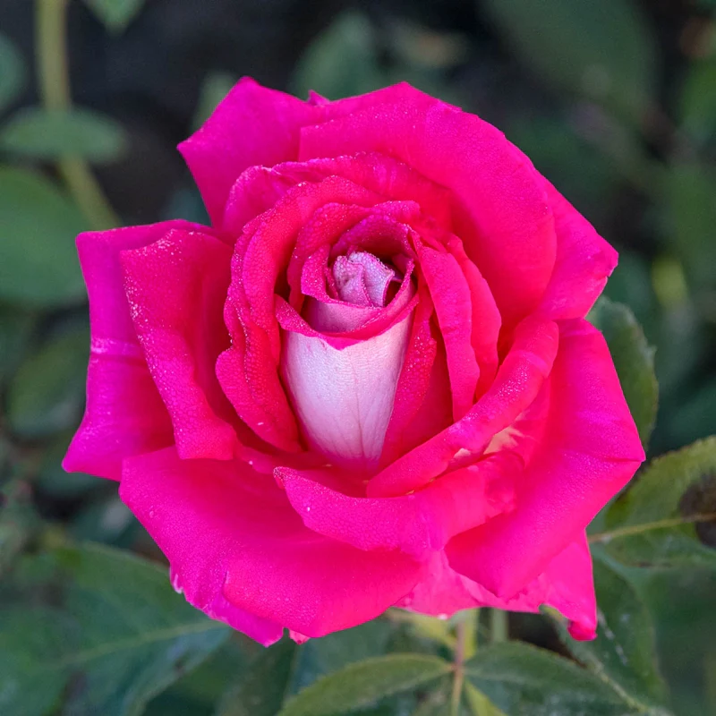 Picture Perfect™ Hybrid Tea Rose - Image 3