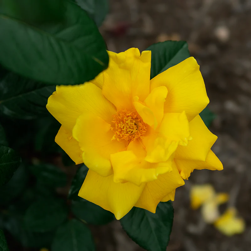 Jumbo Radiant Perfume Grandiflora Rose - Image 2