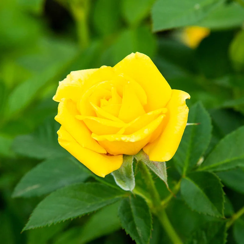 Jumbo Radiant Perfume Grandiflora Rose - Image 3