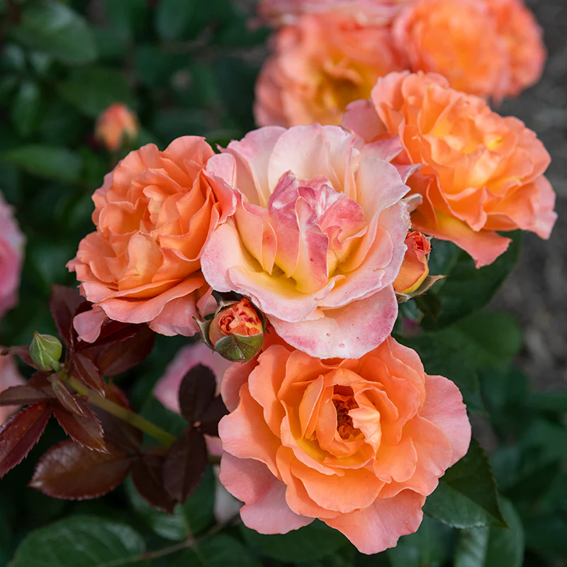 Jump For Joy ™ Tree Rose - Image 2