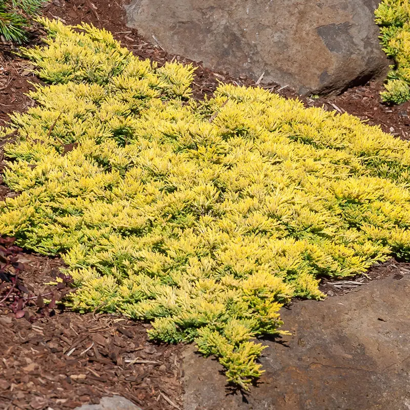 Mother Lode Juniper