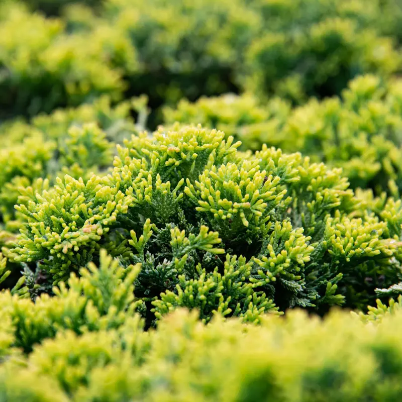 Mother Lode Juniper - Image 2