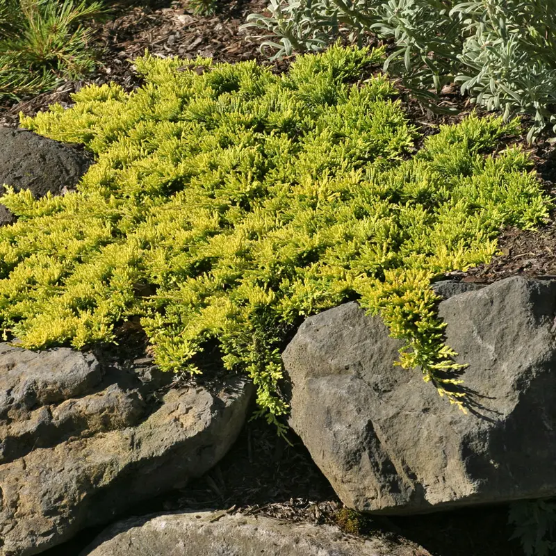 Mother Lode Juniper - Image 4