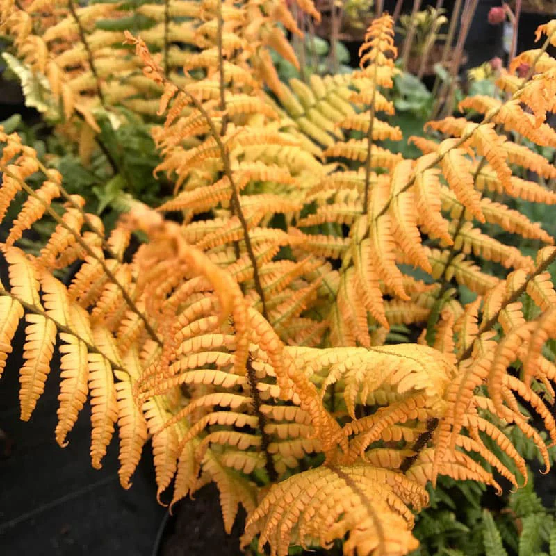Jurassic Gold Fern - Image 2