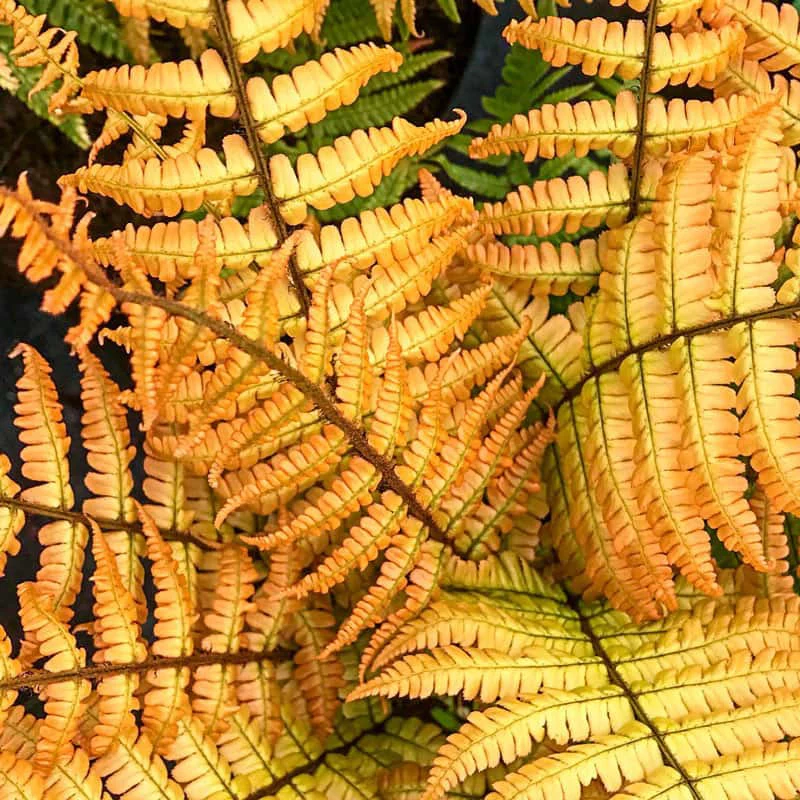 Jurassic Gold Fern - Image 3