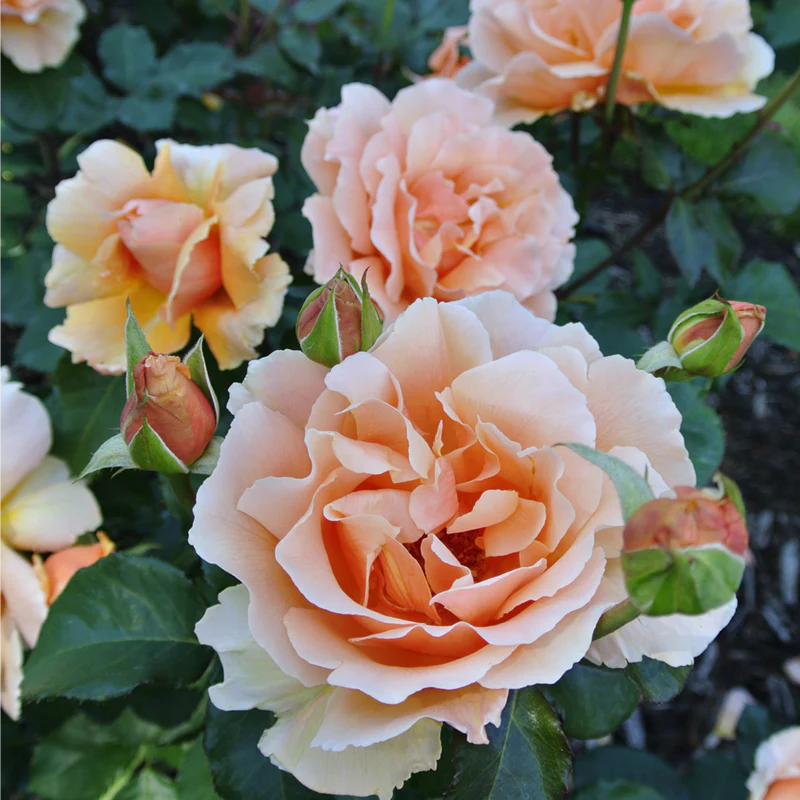 Just Joey Hybrid Tea Rose - Image 3